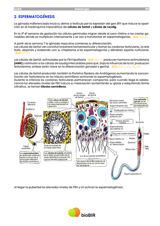 Apuntes Embriología Academia bioBIR