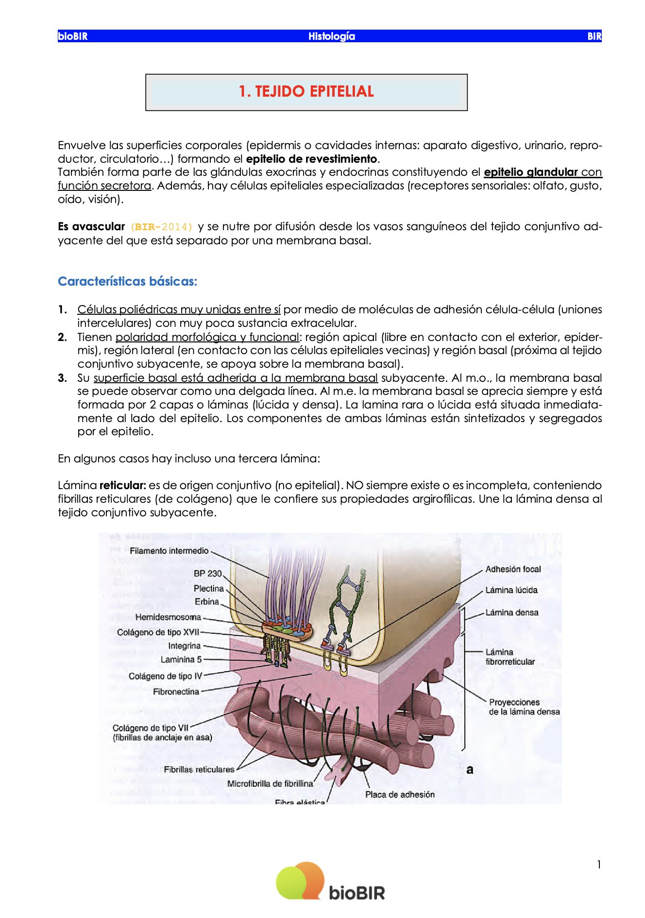 Apuntes Histología Academia bioBIR